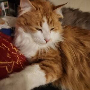 Meet your Posher, Dawn